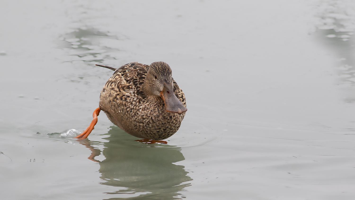 Northern Shoveler